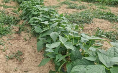 Neighbor’s vegetables